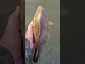 51,5 cm Dikke Baars