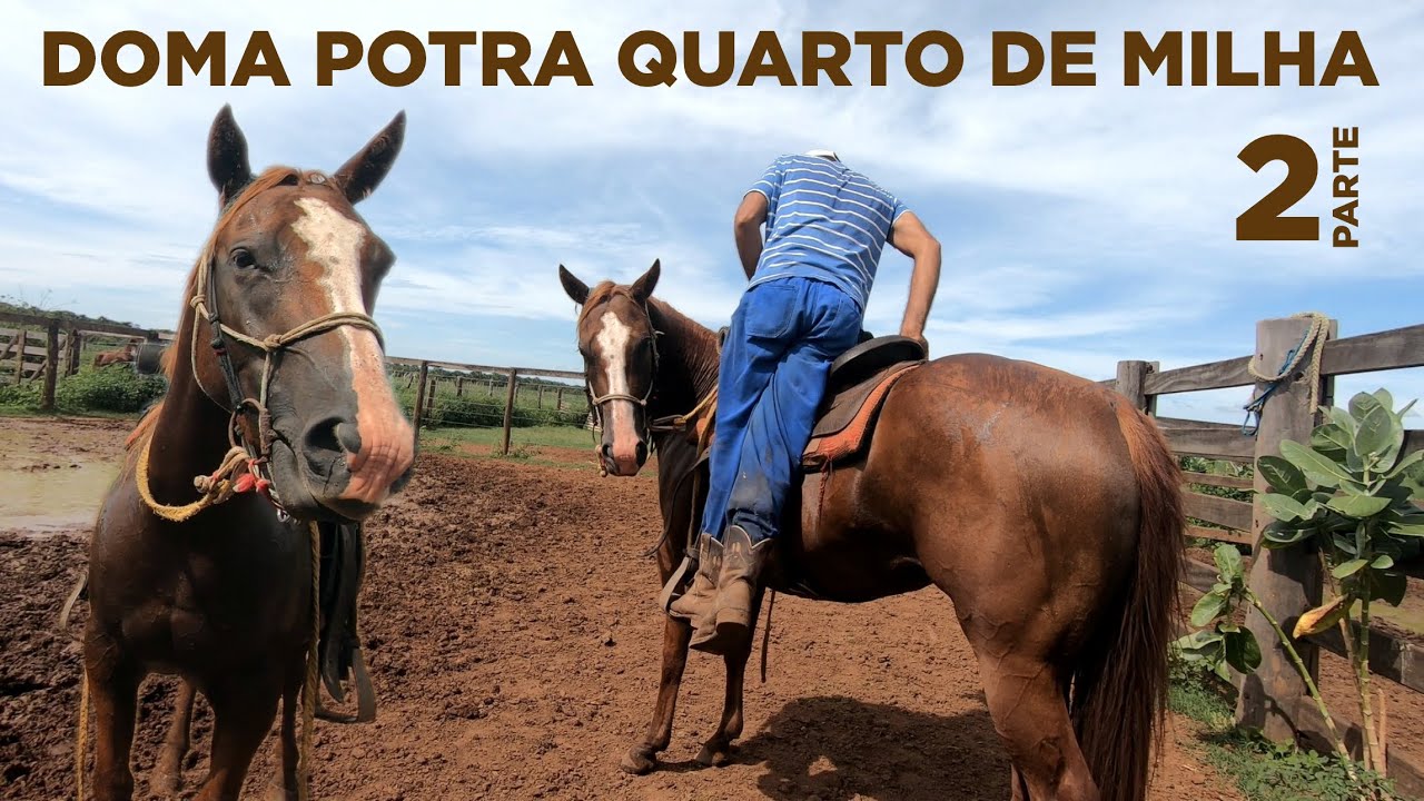 doma-potra-quarto-de-milha-parte-2-youtube