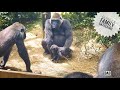 Whole Gorilla Family watches over the Baby Walking | Update on Kyoto zoo