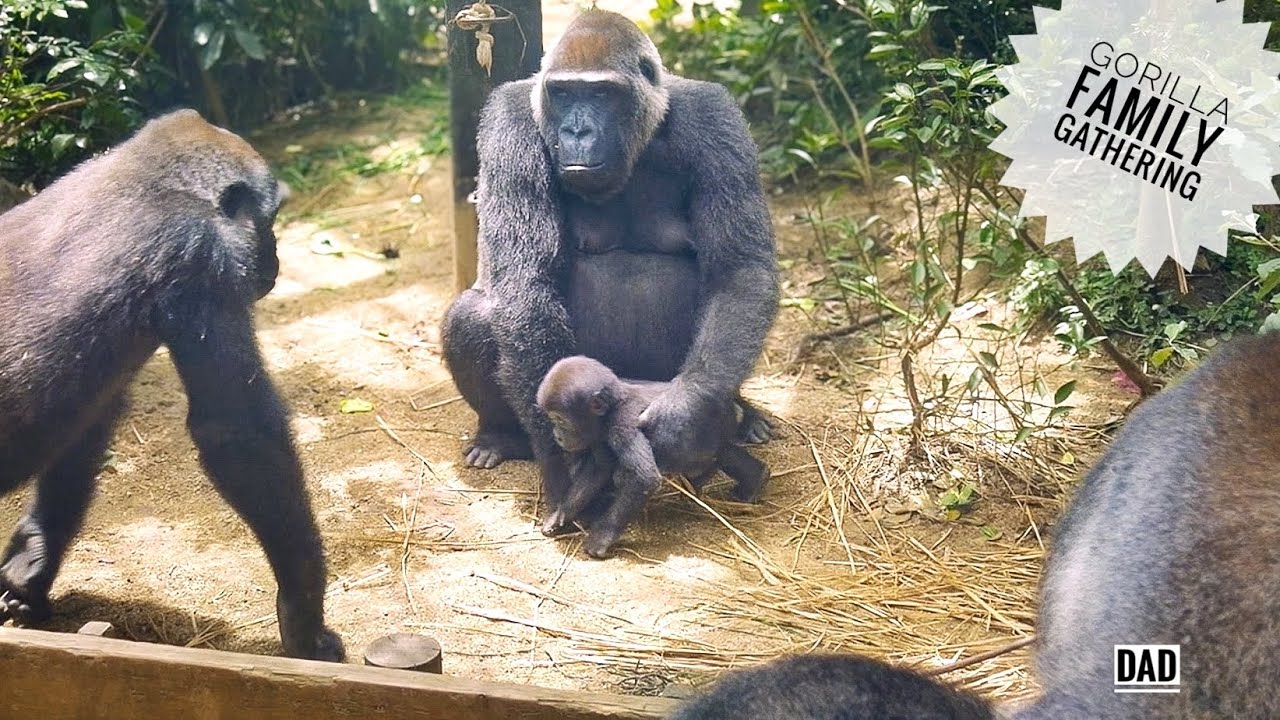 Whole Gorilla Family watches over the Baby Walking | Update on Kyoto zoo
