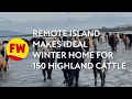 Remote island makes ideal winter home for 150 highland cattle