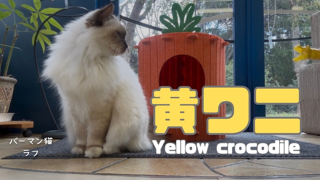 バーマン猫ラフ【黄ワニ】Yellow crocodile(バーマン猫)Birman/Cat - YouTube