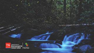 Tennessee State Park hosts Blue Ghost Synchronous Firefly Lightshows