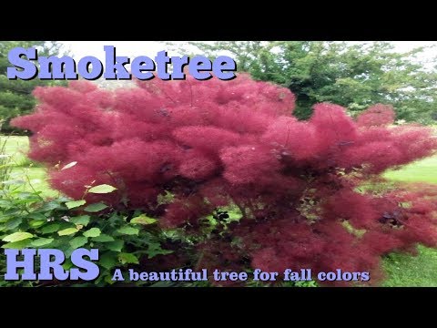 Βίντεο: Οκλαχόμα Redbud Φύτευση – Μάθετε για το Oklahoma Redbud Tree Care