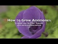 How to plant anemone bulbscorms   st brigid and de caen  varieties