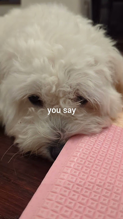 Hehe 👹 #dog #cotondetulear #funny #cute #fyp #viral @tulipistutu