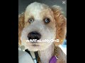 WHY IS IT MONDAY AGAIN?! #capcut #fypシ #viralvideo #bernedoodle #strawberrywaffles