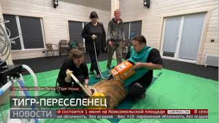 Тигр—переселенец. Новости. 30/05/2024. GuberniaTV