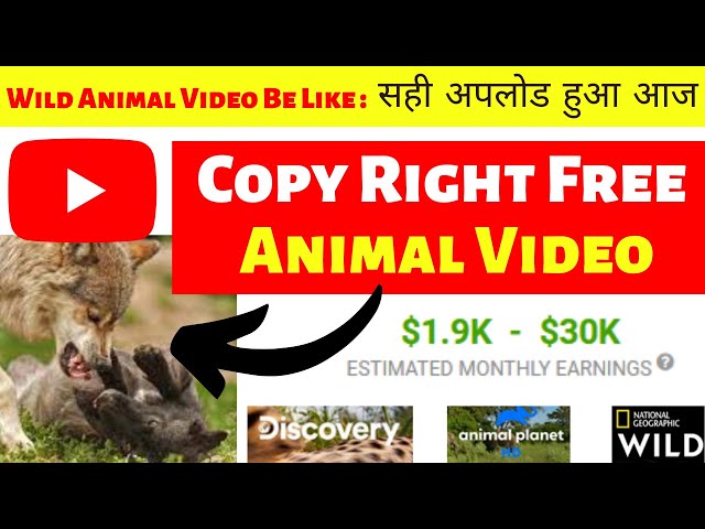 Earn 2000$ A Month Uploading Wild Animals Video on YouTube - Copy Paste Animal  Video on YouTube - YouTube