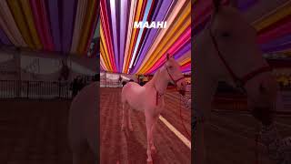 Shamli ki Maahi in Nukri Milk Teeth Filly Ring at Chetak Festival Sarangkheda Horse Fair 2025