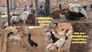 Soltei o GALO ÍNDIO com as GALINHAS CAIPIRAS veja como reagiram!