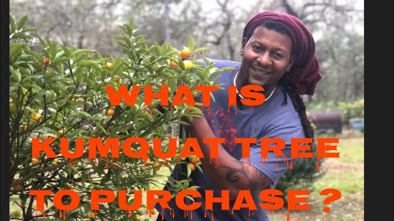 Какое дерево кумквата лучше всего купить? Мейва или Нагами/Гарднер для начинающих