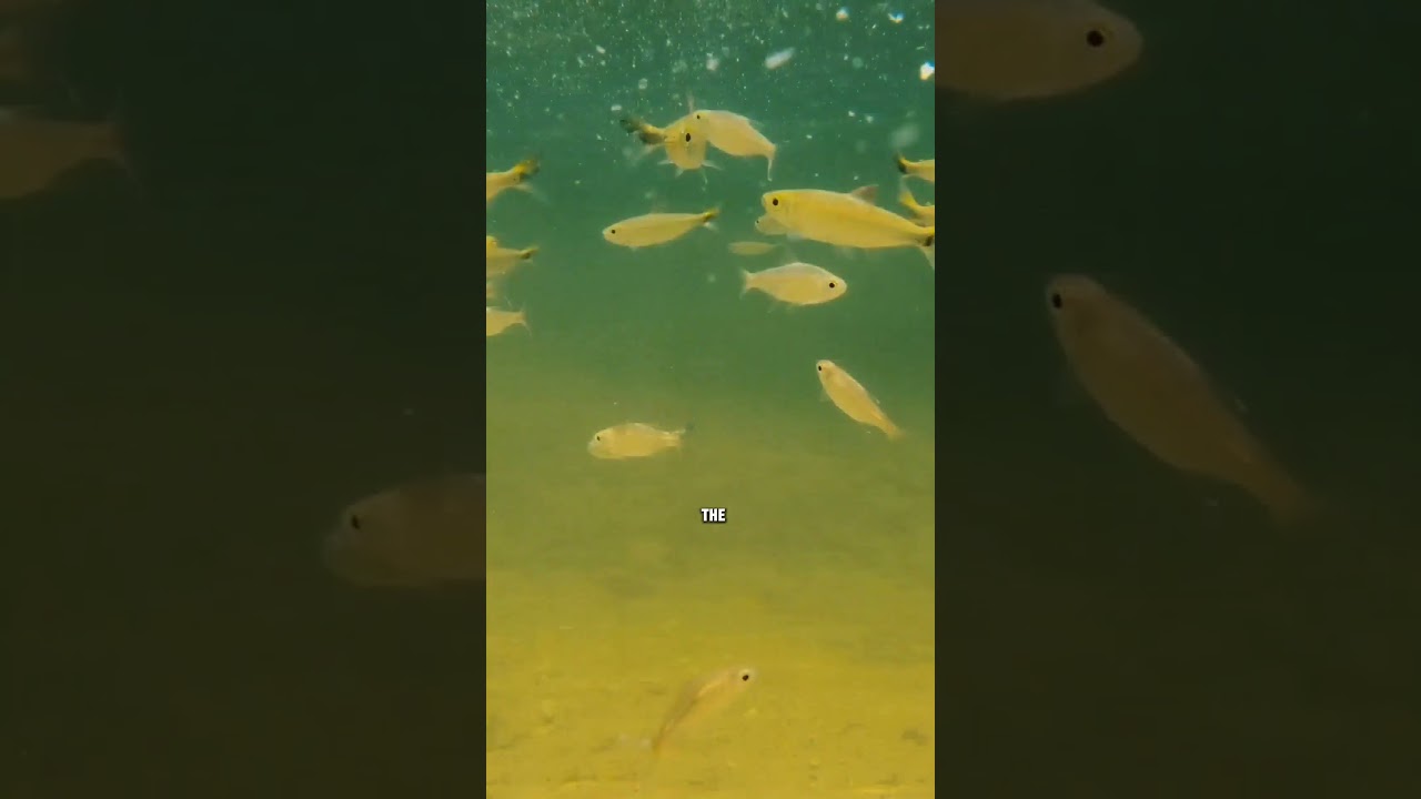 The Lowest You Can Go On Land #shorts