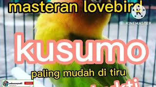 Masteran lovebird kusumo 1 jam full //lovebird konslet