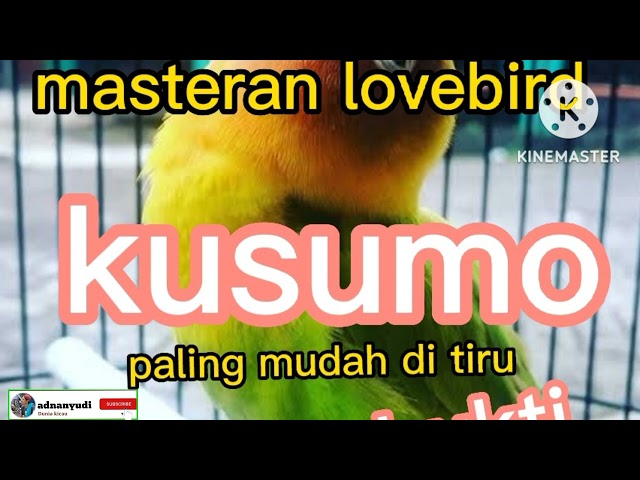 Masteran lovebird kusumo 1 jam full //lovebird konslet class=