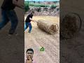 A unique and effective method of mulching crops with straw. #useful #works #agrifuture #shortvideo