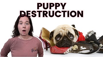 Chewing & Shredding Solved – Try These Simple Fixes for Dogs