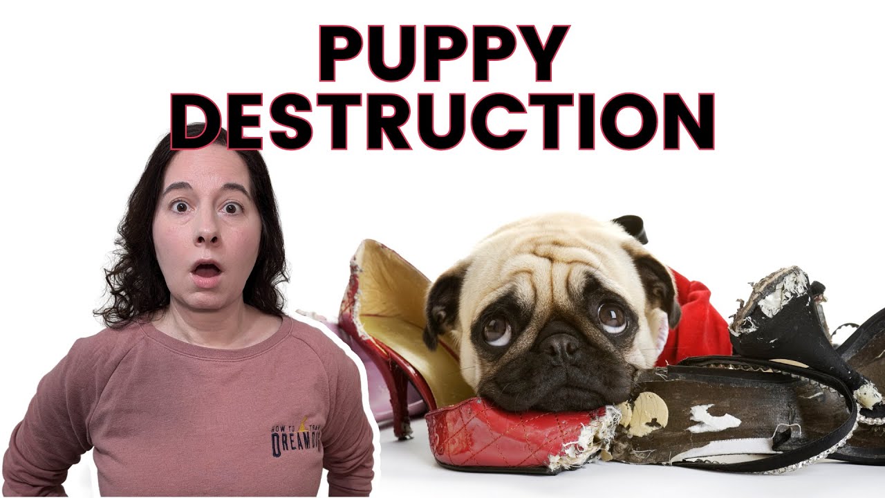 How to Stop a Dog from Chewing His Bed: Easy Expert Tips