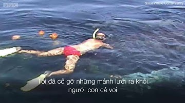 Hành động không ngờ của chú cá voi sau khi được giải cứu khỏi lưới đánh cá