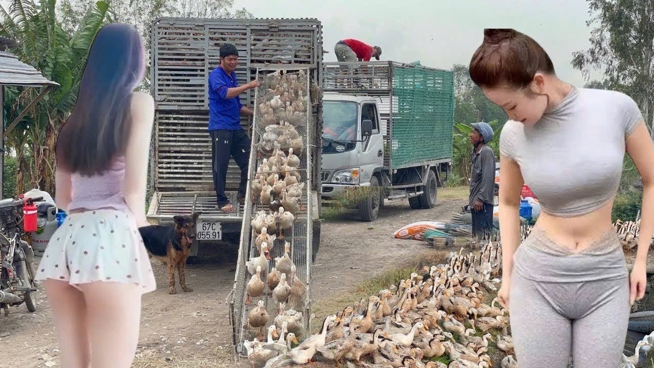 Full Video: Incredible 200km Journey — 1,000 Women Lead a Giant Duck Migration to New Lands  