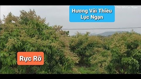 Nao Nao Khi Hoa Vải Thiều Lục Ngạn Nở l Núi Đồi Lục Ngạn.