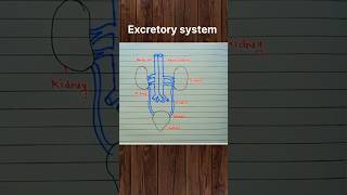 Excretory System Diagram 👍🏻 #excretion #excretory_system #diagram #biology #reelsindia #biology