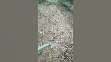 Tưới Nước Cho Những Chùm Củ Hoa Thược Dược Sau Khi Trồng#shorst