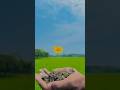 creative videography tutorial#shortvideo #creative #videography #short