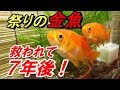 選択した画像 大きく ならない 金魚 219784-金魚 大きく ならない 原因