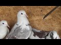 Бакинские голуби / Осень 2020