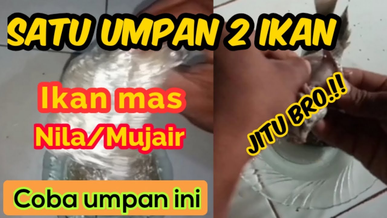 "JARANG YANG TAU PADAHAL JITU" umpan ikan mas dan nila