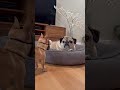 腰抜かすってこういうことなんやな