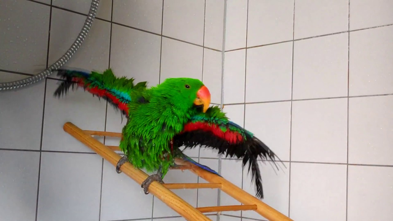 Loki the Eclectus parrot enjoying his shower YouTube