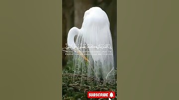 سورة الأحزاب (Al ahzaab) الاية 56