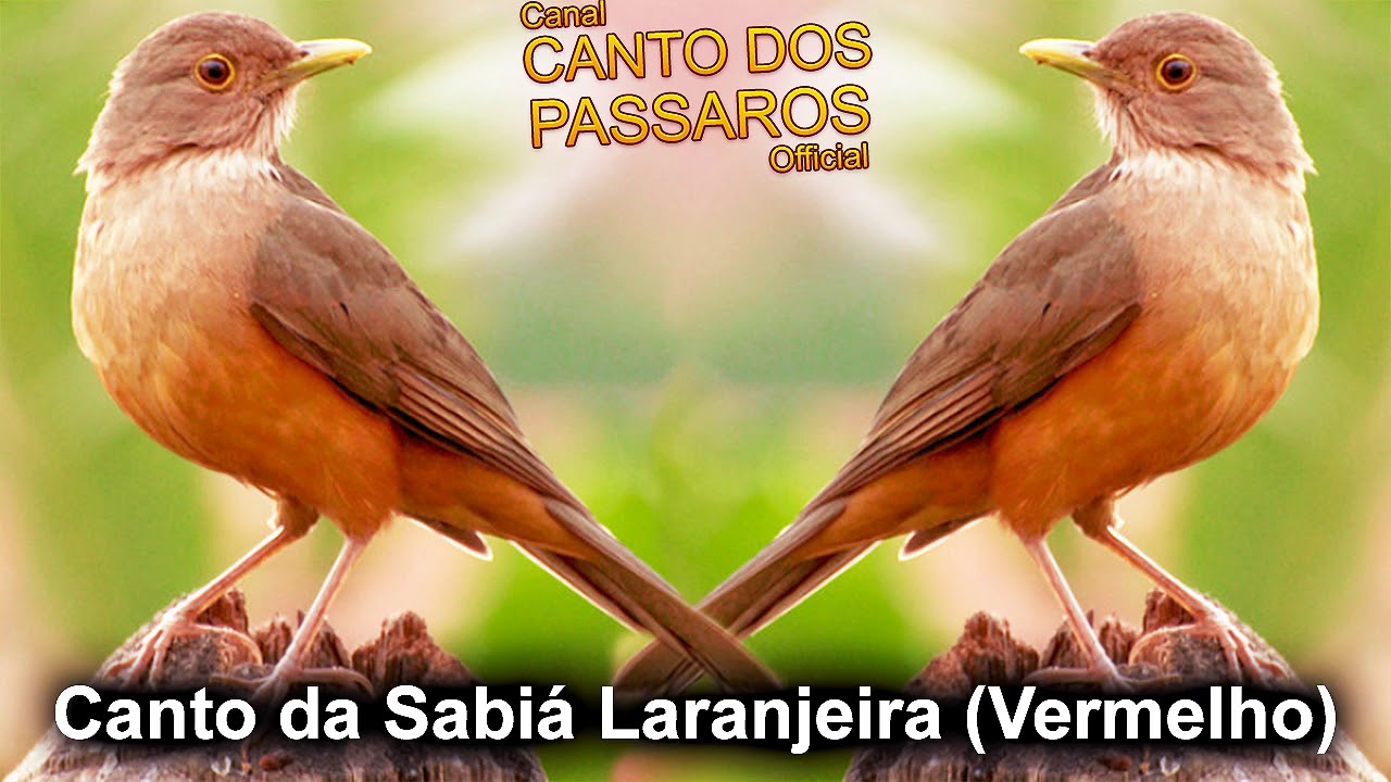 Quero Ouvir O Canto Da Sabiá Laranjeira