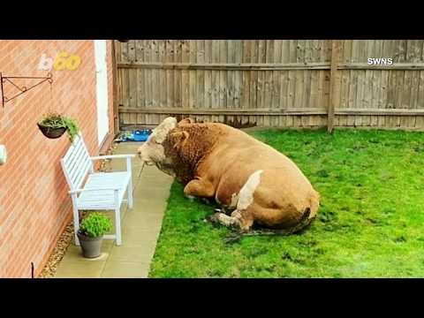 Bovine Bonanza! Couple Finds Massive Bull Wandering Around In Garden; Leaving Huge Hoof Prints!