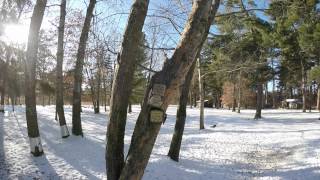 This video is about Woodpeckers at Suet Feeder.