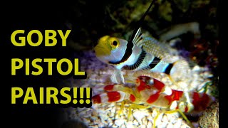 Goby & Pistol Shrimp Pair \\ One Of The Coolest Symbiotic Relationships In The Salt Water Hobby