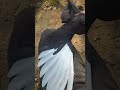 Курська голубка з шикарним крилом!