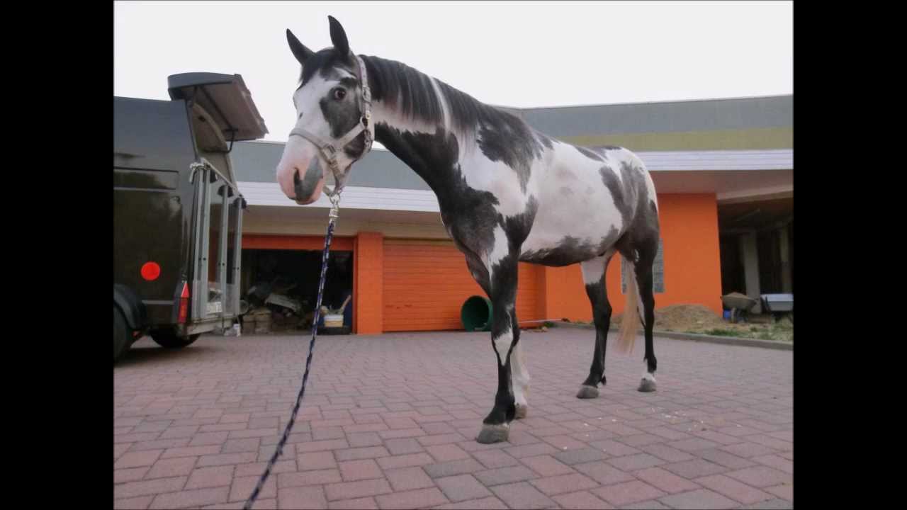 Mehr als nur ein Pferd ...