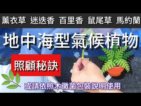 地中海型氣候｜香草栽培秘訣｜薰衣草  迷迭香  鼠尾草  百里香｜Mediterranean Climate