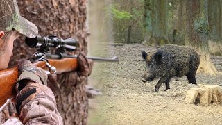 Hunting Serbia -  Lovište Valmište kod Leskovca - Lov divlje svinje i jelena