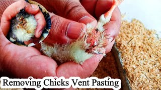 How to Remove Chicks Vent Pasting and Keep Chickens Healthy | Dr. ARSHAD