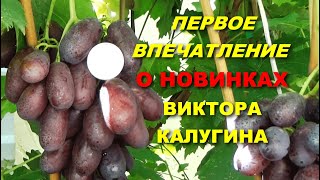 Сигнальное плодоношение новинок селекции Виктора Калугина. Первая часть.