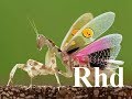 Praying mantis, Scorpions, dragonfly,  Insect Eaters,  Nature 2018 HD Documentary.