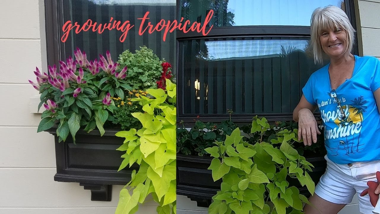 Wayfair Window Box // Planting Geraniums 🌹 // Growing Tropical