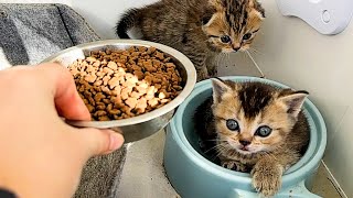 The kitten meets me in the food bowl so sweetly