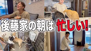 ピットブル5匹と猫3匹がいるお家の朝は忙しい！