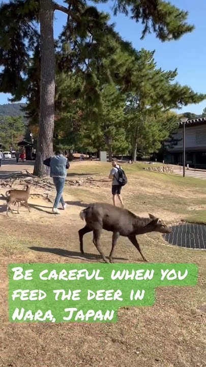 be-careful-when-you-feed-deer-in-the-open-youtube