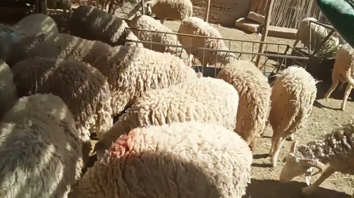 Ewe-nique Appetites: Delightful Scenes of Sheep Feeding
